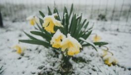 Marts un galvenās klimata intrigas: sinoptiķi atklāj jaunāko prognozi par pavasara atnākšanu Marts un galvenās klimata intrigas: sinoptiķi atklāj jaunāko prognozi par pavasara atnākšanu