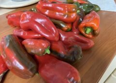 Kad sēt saldos piparus stādiem 2026. gadā: labvēlīgākie datumi