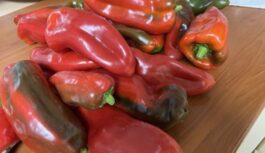 Kad sēt saldos piparus stādiem 2026. gadā: labvēlīgākie datumi