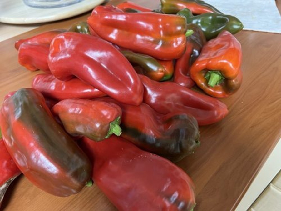 Kad sēt saldos piparus stādiem 2026. gadā: labvēlīgākie datumi