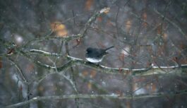 Sniegs līdz padusēm: meteorologi atklāj vai februārī arī sagaidīsim sniega vētras