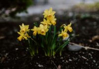 Klimata speciālisti atklāj, ka februāra beigas nāks ar ”pavasara dvašu”: zināms cik silts būs