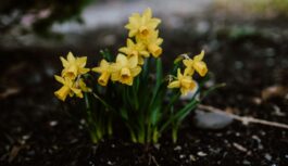 Klimata speciālisti atklāj, ka februāra beigas nāks ar ”pavasara dvašu”: zināms cik silts būs