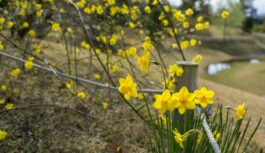 Vai tiešām ziema beigsies ātrāk – sinoptiķi analizē iespējamību pavasara sākumam jau februārī Vai tiešām ziema beigsies ātrāk – sinoptiķi analizē iespējamību pavasara sākumam jau februārī