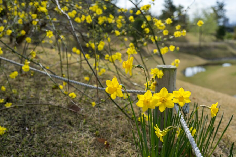 Vai tiešām ziema beigsies ātrāk – sinoptiķi analizē iespējamību pavasara sākumam jau februārī