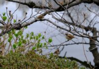 Februāra sākumā sāksies kaut kas tāds, kas nav noticis vairākus gadus – sinoptiķi stāsta, kam gatavoties