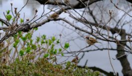 Februāra sākumā sāksies kaut kas tāds, kas nav noticis vairākus gadus – sinoptiķi stāsta, kam gatavoties