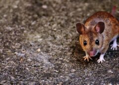 Beidzot klusums: Vienkāršs veids, kā atbrīvoties no pelēm mājā bez liekās piepūles un negulētām naktīm