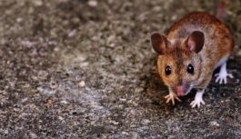 Beidzot klusums: Vienkāršs veids, kā atbrīvoties no pelēm mājā bez liekās piepūles un negulētām naktīm