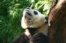 Japāna paliek bez pandām un tas ir nopietns signāls par attiecību pasliktināšanos ar Ķīnu