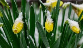 Februāra lielais pavērsiens: Kad Latvijā gaidāma pirmā pavasara atmoda un kāpēc sinoptiķi ir piesardzīgi
