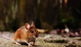 Žurkas metīsies prom no jūsu dārza, ja ārā atstāsiet vienu virtuves priekšmetu Žurkas metīsies prom no jūsu dārza, ja ārā atstāsiet vienu virtuves priekšmetu