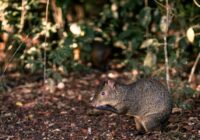 Žurkas pārstās bojāt puķes un turēsies pa gabalu, ja savā dārzā iestādīsiet 3 dabiskus garšaugus Žurkas pārstās bojāt puķes un turēsies pa gabalu, ja savā dārzā iestādīsiet 3 dabiskus garšaugus