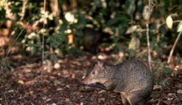 Žurkas pārstās bojāt puķes un turēsies pa gabalu, ja savā dārzā iestādīsiet 3 dabiskus garšaugus