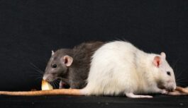 Žurkas ielauzīsies jūsu atkritumu tvertnēs, ja janvārī tajās tiks izmests viens konkrēts pārtikas produkts