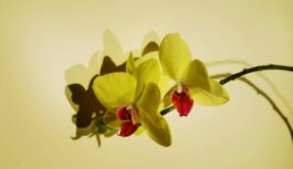 Orhidejas var krāšņi ziedēt ziemā, ja telpaugu īpašnieki veic vienkāršu piecu minūšu uzdevumu Orhidejas var krāšņi ziedēt ziemā, ja telpaugu īpašnieki veic vienkāršu piecu minūšu uzdevumu