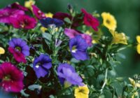 Viens uzdevums janvārī, kas garantēs ziedu pārbagātību visas vasaras garumā