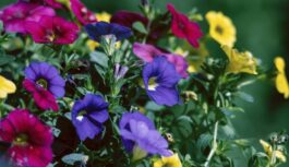 Viens uzdevums janvārī, kas garantēs ziedu pārbagātību visas vasaras garumā