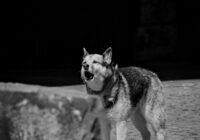 “Vai likumsargi var sodīt kaimiņu, ja viņa suns rej pārāk skaļi”: skaidrojam kāds sods pienākas