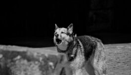 “Vai likumsargi var sodīt kaimiņu, ja viņa suns rej pārāk skaļi”: skaidrojam kāds sods pienākas