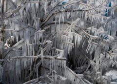 Kad nokusīs sniegs un sāks ziedēt sniegpulkstenīši  – klimatologs sniedz prognozi 2026. gadam