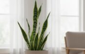 Pret iesnām un smagu gaisu: 6 augi, kas mājās darbojas kā dabiski filtri