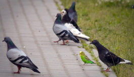 Kāpēc izlidojis papagailis neatgriežas mājās: iemesli, kam nav saistības ar uzticību saimniekam