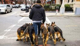 Sākumā visi domāja, ka vīrietis vienkārši izved pastaigā savus suņus – kas patiesībā slēpjas aiz neticamās disciplīnas