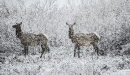 Ziemeļu elpa pārvērtīs Latviju ledus karalistē: arktiskā fronte nesīs sev līdzi pamatīgu aukstuma vilni Ziemeļu elpa pārvērtīs Latviju ledus karalistē: arktiskā fronte nesīs sev līdzi pamatīgu aukstuma vilni