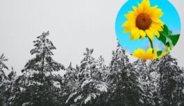 Ziemas zīmes neliekas daudzsološas: ko tautas ticējumi saka par gaidāmo pavasari un vasaru