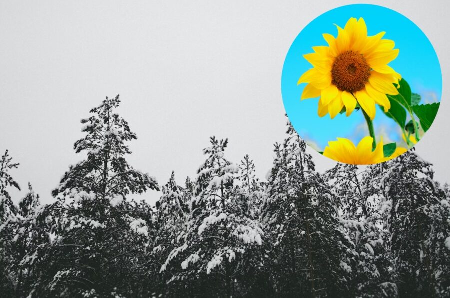 Ziemas zīmes neliekas daudzsološas: ko tautas ticējumi saka par gaidāmo pavasari un vasaru