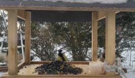 Pēkšņais sals Latvijā: Kā šobrīd palīdzēt putniem, kuriem klājas visgrūtāk