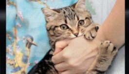 Kaķis vispirms laiza, bet tad negaidīti iekož: speciālisti skaidro, ko mīlulis ar to mēģina pateikt Kaķis vispirms laiza, bet tad negaidīti iekož: speciālisti skaidro, ko mīlulis ar to mēģina pateikt