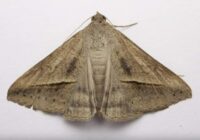 Aizmirstiet par lavandu: viens cits augs pasargās mājokli no kodēm daudz efektīvāk