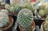 Kaktusus ar ūdeni vairs nelaista: atrasts šķidrums, kas liek tiem augt un ziedēt griezdamies