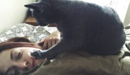 Vai kaķis tiešām saprot, ka tu guli: uzzini, ko tavs mīlulis domā nakts vidū