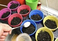 Spēcīgu stādu noslēpums: kas obligāti jāpievieno augsnei, sējot tomātus un papriku