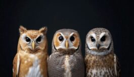 Izvēlies pūci un uzzini, kas kavē tavu laimi: atbilde var likt uz daudzām lietām paskatīties pavisam citādi Izvēlies pūci un uzzini, kas kavē tavu laimi: atbilde var likt uz daudzām lietām paskatīties pavisam citādi