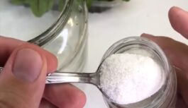 Februārī samaļu rīsus “putekļos”: tikai viena karote, un stādi sāk augt griezdamies