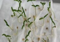 Trīs tabletes ūdenī, un dīgs visas sēklas: vienkāršs “modināšanas” šķīdums sēklu mērcēšanai