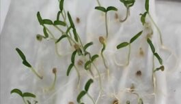 Trīs tabletes ūdenī, un dīgs visas sēklas: vienkāršs “modināšanas” šķīdums sēklu mērcēšanai