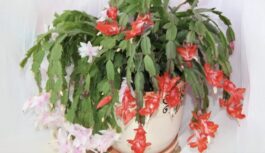 Decembrista laistīšana ziemā: 3 zelta likumi, lai ziedonis neizpaliktu un augs neiznīktu