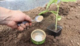 Tūkstošiem dārzkopju to katru dienu izmet miskastē, pat nenojaušot, cik vērtīgs mēslojums tas ir