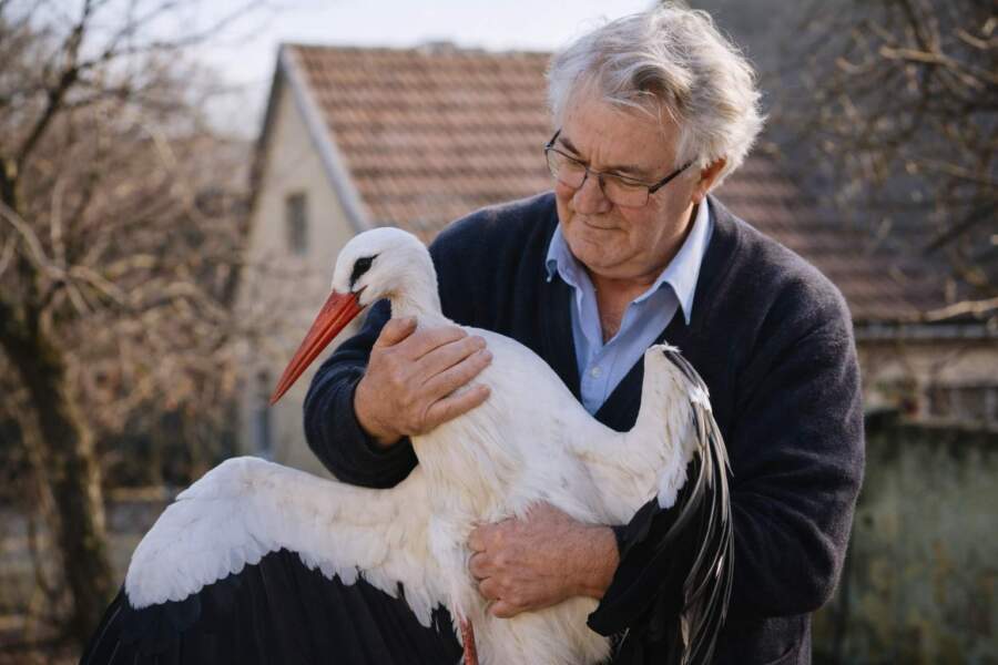 Vectēvs Jānis izglāba stārķi ar salauztu spārnu; tālāk notikušais visus aizrāva līdz sirds dziļumiem