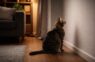 Kāpēc kaķi mēdz nekustīgi skatīties tukšā stūrī: iemesli, par kuriem saimnieki reti aizdomājas
