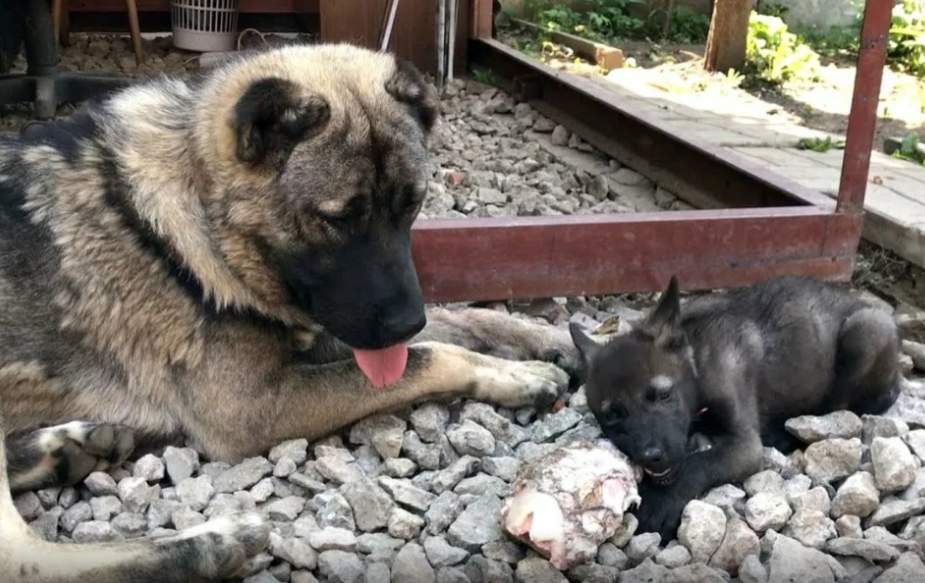 Reksis no meža atveda 2 kucēnus; viņi izrādījās nebija suņi, bet pateicās cilvēkam, kad tas bija visvairāk vajadzīgs