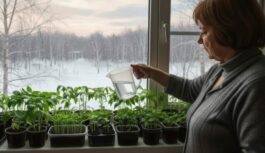 Kāpēc savus izaudzētos stādiņus nedrīkst atdot draugiem un radiem par velti Kāpēc savus izaudzētos stādiņus nedrīkst atdot draugiem un radiem par velti