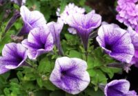 Petūnijas podos nemaz nezied: pievienoju tikai 1 mēslojumu un augi zied kupli līdz pat vasarai