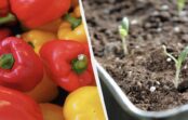 Paprikas sēšanas laiks ir klāt: kā un kuros datumos sēt, lai stādi būtu spēcīgi un raža izcila
