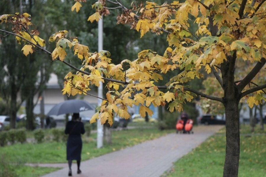 Dārzkopji nosaukuši 6 kokus, kurus nekad nevajadzētu stādīt pagalmā: iemesli bieži atklājas tikai pēc gadiem